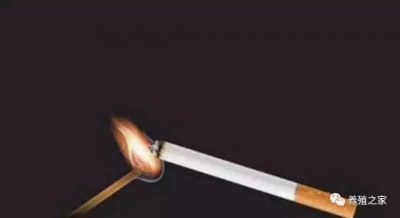 原来烟草可以有效治疗常见牛病？