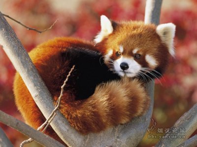 云烟小熊猫香烟好抽吗？口感绵软细腻、清香醇厚