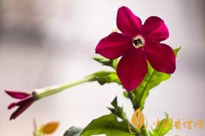 烟草花是什么花 它有什么用途？