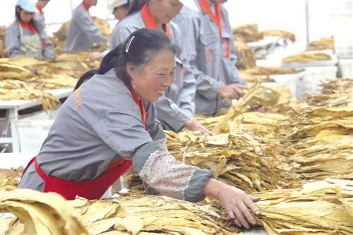 一支烟是怎么生产出来的？从一粒烟叶种子开始...